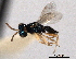  ( - CNCHYM 11169)  @11 [ ] CreativeCommons - Attribution (2012) CNC/CBG Photography Group Centre for Biodiversity Genomics