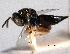  ( - CNCHYM 11171)  @11 [ ] CreativeCommons - Attribution (2012) CNC/CBG Photography Group Centre for Biodiversity Genomics