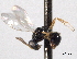  ( - CNCHYM 11173)  @11 [ ] CreativeCommons - Attribution (2012) CNC/CBG Photography Group Centre for Biodiversity Genomics