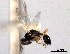  ( - CNCHYM 11174)  @11 [ ] CreativeCommons - Attribution (2012) CNC/CBG Photography Group Centre for Biodiversity Genomics