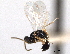  ( - CNCHYM 11176)  @11 [ ] CreativeCommons - Attribution (2012) CNC/CBG Photography Group Centre for Biodiversity Genomics
