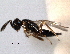  ( - CNCHYM 11184)  @11 [ ] CreativeCommons - Attribution (2012) CNC/CBG Photography Group Centre for Biodiversity Genomics