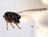  ( - CNCHYM 11185)  @11 [ ] CreativeCommons - Attribution (2012) CNC/CBG Photography Group Centre for Biodiversity Genomics
