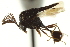  ( - CNCHYM 011380)  @11 [ ] CreativeCommons - Attribution (2012) CBG Photography Group Centre for Biodiversity Genomics