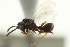  ( - CNCHYM 011432)  @11 [ ] CreativeCommons - Attribution (2012) CBG Photography Group Centre for Biodiversity Genomics
