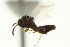  ( - CNCHYM 011434)  @11 [ ] CreativeCommons - Attribution (2012) CBG Photography Group Centre for Biodiversity Genomics