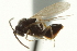  ( - CNCHYM 011436)  @11 [ ] CreativeCommons - Attribution (2012) CBG Photography Group Centre for Biodiversity Genomics