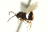  ( - CNCHYM 011438)  @11 [ ] CreativeCommons - Attribution (2012) CBG Photography Group Centre for Biodiversity Genomics