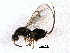  ( - CNCHYM 011546)  @11 [ ] CreativeCommons - Attribution (2012) CBG Photography Group Centre for Biodiversity Genomics