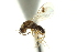  ( - CNCHYM 011549)  @11 [ ] CreativeCommons - Attribution (2012) CBG Photography Group Centre for Biodiversity Genomics