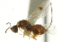  ( - CNCHYM 011550)  @11 [ ] CreativeCommons - Attribution (2012) CNC/CBG Photography Group Centre for Biodiversity Genomics