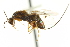  ( - CNCHYM 011561)  @11 [ ] CreativeCommons - Attribution (2012) CNC/CBG Photography Group Centre for Biodiversity Genomics