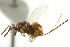  ( - CNCHYM 011715)  @11 [ ] CreativeCommons - Attribution (2012) CNC/CBG Photography Group Centre for Biodiversity Genomics