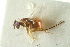  ( - CNCHYM 011717)  @11 [ ] CreativeCommons - Attribution (2012) CNC/CBG Photography Group Centre for Biodiversity Genomics