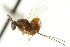  ( - CNCHYM 011718)  @11 [ ] CreativeCommons - Attribution (2012) CNC/CBG Photography Group Centre for Biodiversity Genomics
