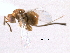  ( - CNCHYM 011720)  @11 [ ] CreativeCommons - Attribution (2012) CNC/CBG Photography Group Centre for Biodiversity Genomics