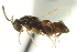  ( - CNCHYM 011724)  @11 [ ] CreativeCommons - Attribution (2012) CNC/CBG Photography Group Centre for Biodiversity Genomics