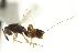  ( - CNCHYM 011725)  @11 [ ] CreativeCommons - Attribution (2012) CNC/CBG Photography Group Centre for Biodiversity Genomics