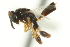  ( - CNCHYM 011727)  @11 [ ] CreativeCommons - Attribution (2012) CNC/CBG Photography Group Centre for Biodiversity Genomics