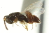  ( - CNCHYM 011728)  @11 [ ] CreativeCommons - Attribution (2012) CNC/CBG Photography Group Centre for Biodiversity Genomics