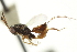  ( - CNCHYM 011730)  @11 [ ] CreativeCommons - Attribution (2012) CNC/CBG Photography Group Centre for Biodiversity Genomics