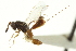  ( - CNCHYM 011733)  @11 [ ] CreativeCommons - Attribution (2012) CNC/CBG Photography Group Centre for Biodiversity Genomics