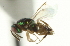  ( - CNCHYM 011759)  @11 [ ] CreativeCommons - Attribution (2012) CNC/CBG Photography Group Centre for Biodiversity Genomics
