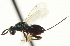  ( - CNCHYM 011760)  @11 [ ] CreativeCommons - Attribution (2012) CNC/CBG Photography Group Centre for Biodiversity Genomics
