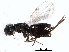  ( - CNCHYM 011761)  @11 [ ] CreativeCommons - Attribution (2012) CNC/CBG Photography Group Centre for Biodiversity Genomics