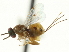  ( - CNCHYM 011763)  @11 [ ] CreativeCommons - Attribution (2012) CNC/CBG Photography Group Centre for Biodiversity Genomics