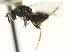  ( - CNCHYM 011765)  @11 [ ] CreativeCommons - Attribution (2012) CNC/CBG Photography Group Centre for Biodiversity Genomics