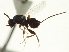  ( - CNCHYM 011767)  @11 [ ] CreativeCommons - Attribution (2012) CNC/CBG Photography Group Centre for Biodiversity Genomics