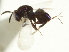 ( - CNCHYM 011768)  @11 [ ] CreativeCommons - Attribution (2012) CNC/CBG Photography Group Centre for Biodiversity Genomics