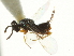  (Torymus aeneoscapus - CNCHYM 011771)  @13 [ ] CreativeCommons - Attribution (2012) CNC/CBG Photography Group Centre for Biodiversity Genomics