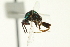  ( - CNCHYM 011827)  @11 [ ] CreativeCommons - Attribution (2012) CNC/CBG Photography Group Centre for Biodiversity Genomics