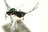  ( - CNCHYM 011828)  @11 [ ] CreativeCommons - Attribution (2012) CNC/CBG Photography Group Centre for Biodiversity Genomics