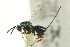  ( - CNCHYM 011830)  @11 [ ] CreativeCommons - Attribution (2012) CNC/CBG Photography Group Centre for Biodiversity Genomics