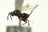  (Torymus fullawayi - CNCHYM 011831)  @11 [ ] CreativeCommons - Attribution (2012) CNC/CBG Photography Group Centre for Biodiversity Genomics