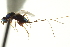  ( - CNCHYM 011834)  @11 [ ] CreativeCommons - Attribution (2012) CNC/CBG Photography Group Centre for Biodiversity Genomics