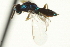  ( - CNCHYM 011835)  @11 [ ] CreativeCommons - Attribution (2012) CNC/CBG Photography Group Centre for Biodiversity Genomics