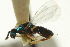  ( - CNCHYM 011837)  @11 [ ] CreativeCommons - Attribution (2012) CNC/CBG Photography Group Centre for Biodiversity Genomics