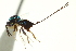  (Torymus nitidulus - CNCHYM 011838)  @11 [ ] CreativeCommons - Attribution (2012) CNC/CBG Photography Group Centre for Biodiversity Genomics