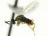  (Torymus solitarius - CNCHYM 011845)  @13 [ ] CreativeCommons - Attribution (2012) CNC/CBG Photography Group Centre for Biodiversity Genomics