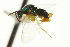  ( - CNCHYM 011846)  @13 [ ] CreativeCommons - Attribution (2012) CNC/CBG Photography Group Centre for Biodiversity Genomics