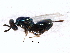  (Torymus thalassinus - CNCHYM 011850)  @11 [ ] CreativeCommons - Attribution (2012) CNC/CBG Photography Group Centre for Biodiversity Genomics