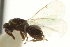  ( - CNCHYM 011863)  @11 [ ] CreativeCommons - Attribution (2012) CNC/CBG Photography Group Centre for Biodiversity Genomics
