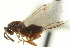  (Torymus varians - CNCHYM 011864)  @11 [ ] CreativeCommons - Attribution (2012) CNC/CBG Photography Group Centre for Biodiversity Genomics