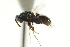  ( - CNCHYM 011875)  @11 [ ] CreativeCommons - Attribution (2012) CNC/CBG Photography Group Centre for Biodiversity Genomics