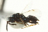  ( - CNCHYM 011876)  @11 [ ] CreativeCommons - Attribution (2012) CNC/CBG Photography Group Centre for Biodiversity Genomics