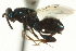  ( - CNCHYM 011877)  @11 [ ] CreativeCommons - Attribution (2012) CNC/CBG Photography Group Centre for Biodiversity Genomics